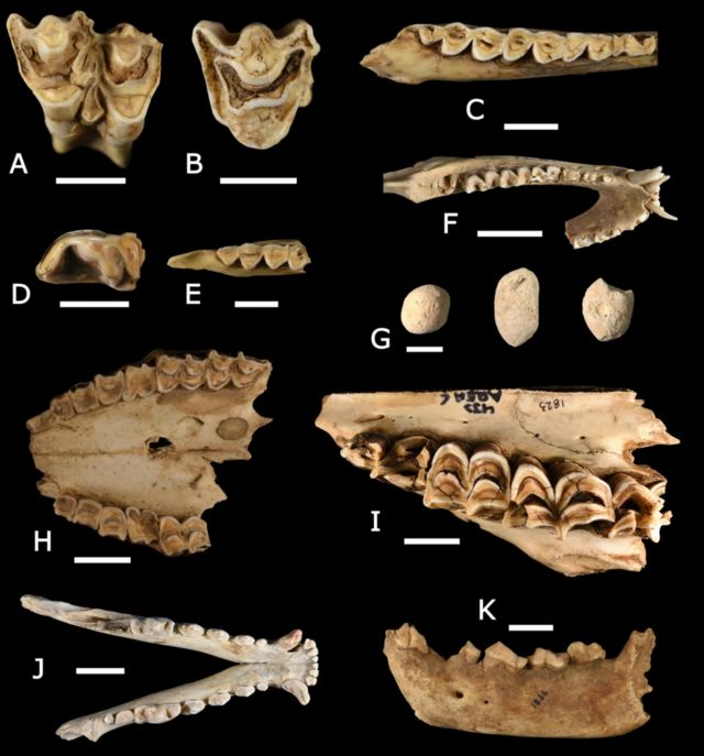 ossos acumulados por hienas