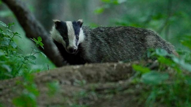 欧洲獾也是生命之树项目当中被作基因排序的物种之一(photo:BBC)