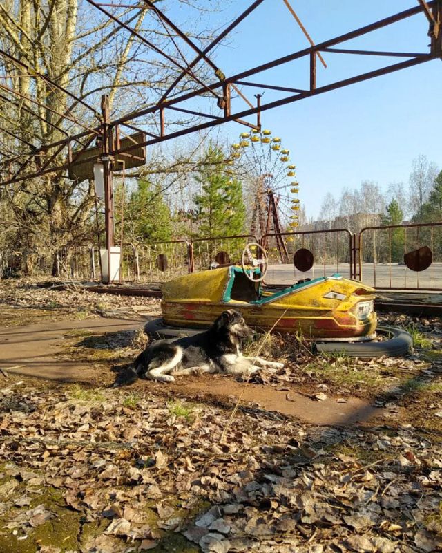 Охранники запечатлевали повседневную жизнь собак с помощью одноразовых фотоаппаратов (на снимке — собака на территории бывшего парка культуры и отдыха в Припяти)
