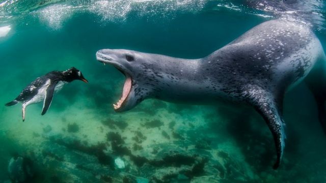 Uma foca-leopardo prestes a matar um pinguim