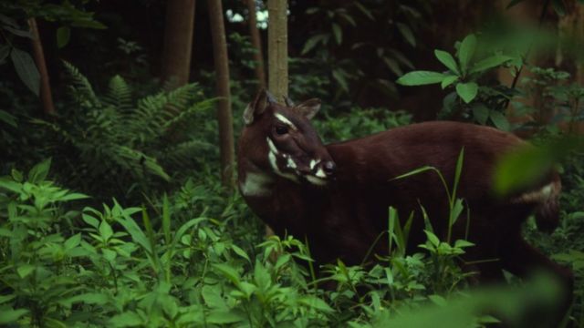 ซาวลาอาศัยอยู่ในป่าพรมแดนระหว่างเวียดนามและลาว
