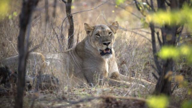 Un lion assis dans les buissons (image d'illustration)