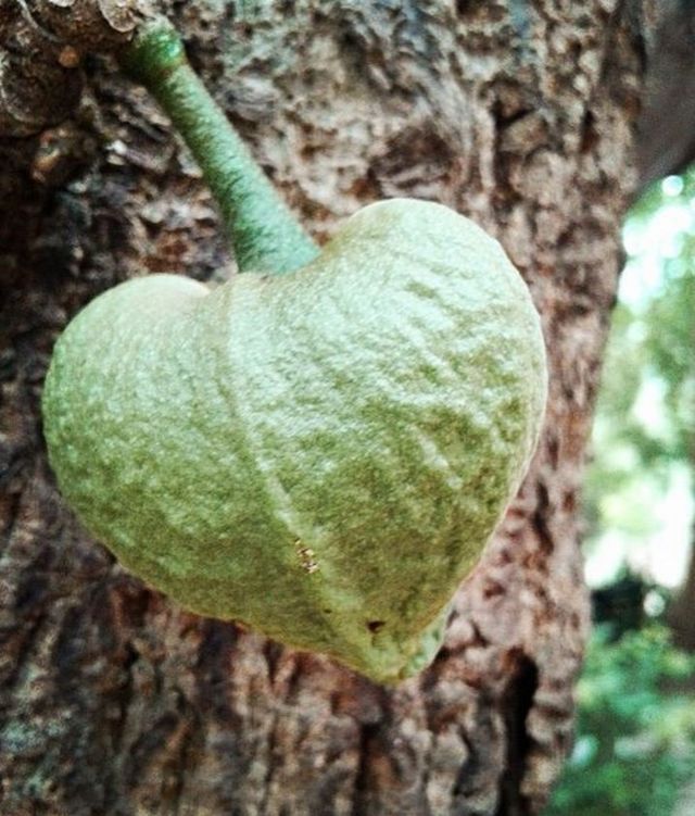 Fruta de guanábana en forma de corazón