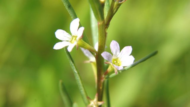 Polycarbonate herb