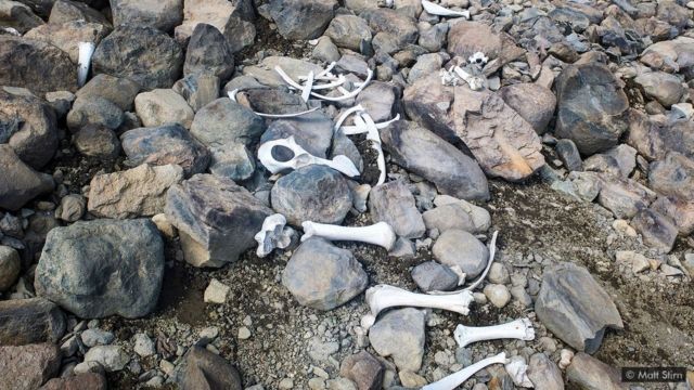 Fragmentos do esqueleto do bisão americano, antes preservados no gelo, também sugerem que esses animais viveram em altitudes muito mais elevadas.