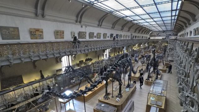 Fósseis expostos no Museu de História Natural de Paris