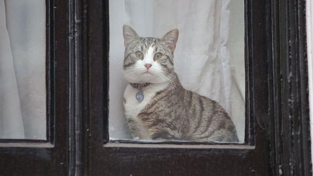 Кот Джеймс