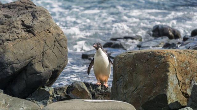 Antarctic penguins