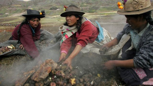 Перуанские женщины собирают картофель