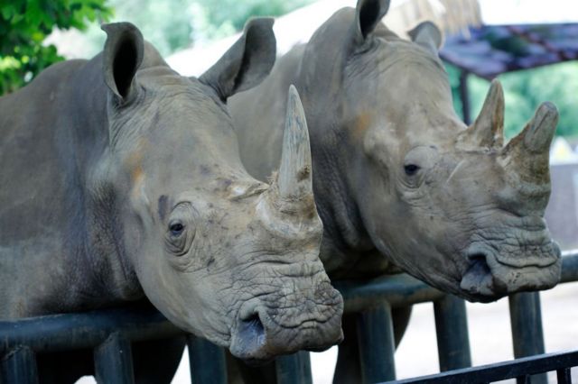 Dos ejemplares del rinoceronte de Java.