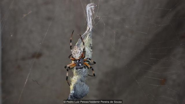 Khi chuồn chuồn săn ếch và nhện ăn chuột - BBC News Tiếng Việt