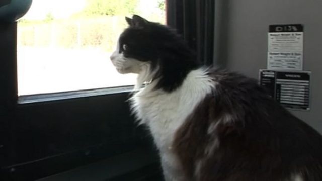 英国猫咪暖心故事：让我陪伴你一生- BBC 英伦网