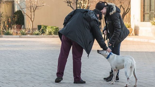 animals, heyvanlar, sığınacaq, evsiz heyvanlar