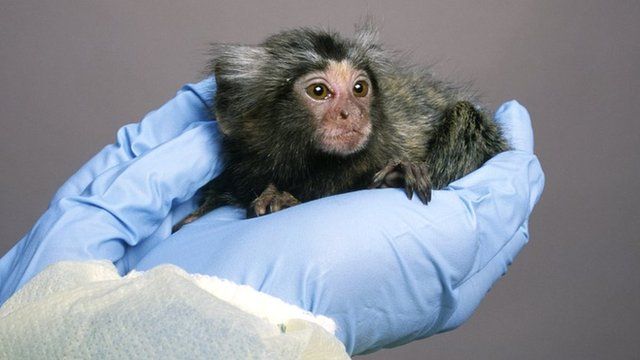 baby monkey in the hands of a researcher