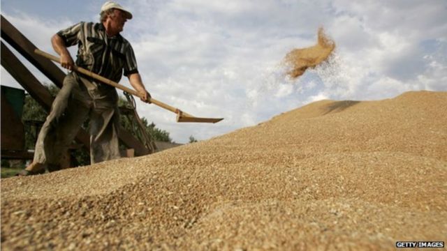 中国放松从俄罗斯的小麦进口受到澳大利亚的批评。澳大利亚是对中国小麦出口的主要国家。(photo:BBC)