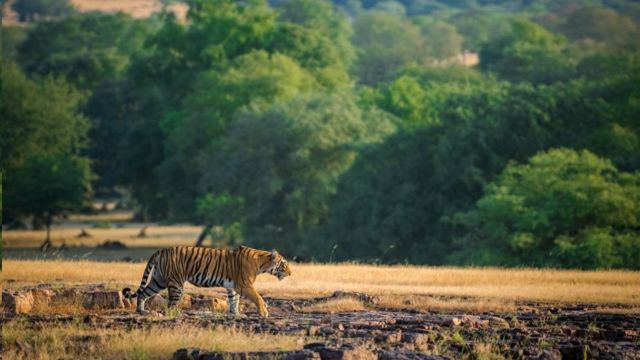 Hổ là một loài vật quý hiếm đang đối diện với nguy cơ tuyệt chủng. Tuy nhiên, Ấn Độ đang nỗ lực bảo tồn hổ để bảo vệ sự đa dạng sinh học cùng sự sống của loài vật này. Hãy đón xem hình ảnh và tìm hiểu cách Ấn Độ đang bảo vệ hổ.