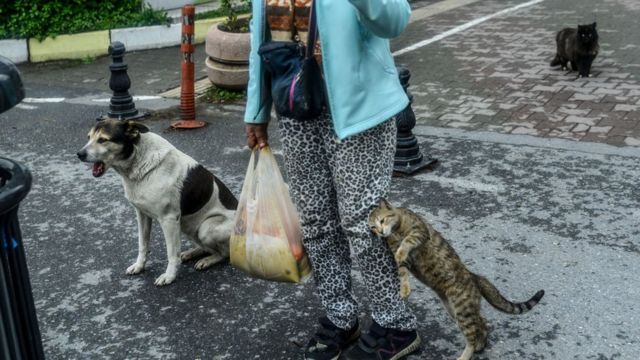 Virus corona: Bagaimana nasib ribuan kucing liar, hewan kesayangan 