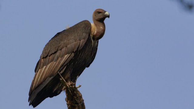 பாறு கழுகுகள்