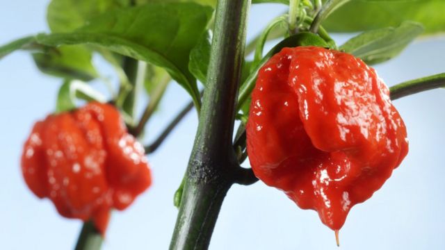 Carolina Reaper chili pepper