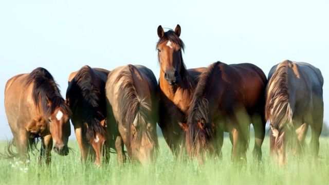 犬马之心 马和狗一样对人有感情依赖 c News 中文