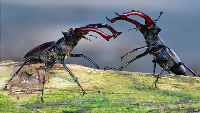 Male stag beetles (Lucanus cervus) fighting over a mate