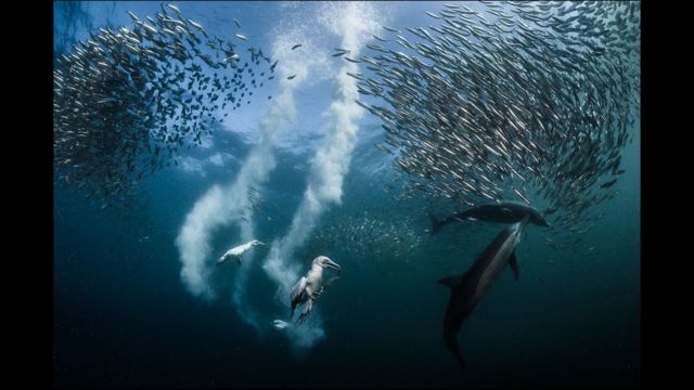 Mancha de sardinas