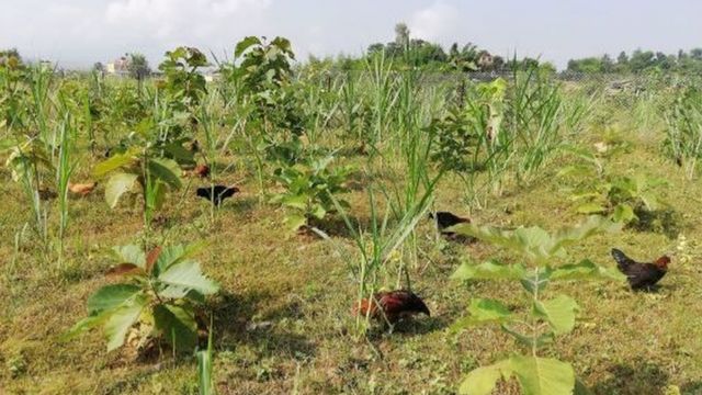 सरकारी कर्मचारी सुशील केसीको कृषि फार्म