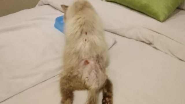 Kucing dan anjing jalanan yang disiksa: u0027Apa salah kami sehingga 