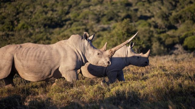 Rhino Horn Trade - Born Free