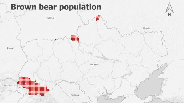 популяція бурого ведмедя