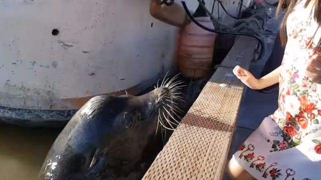 El impactante momento en el que un lobo marino arrastra al agua a una niña  en Canadá - BBC News Mundo