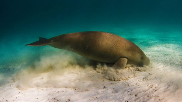 海牛或儒艮是具有破坏性的食草动物，它们会铲除帮助维系生态系统的海草物种（Credit: Getty Images）(photo:BBC)