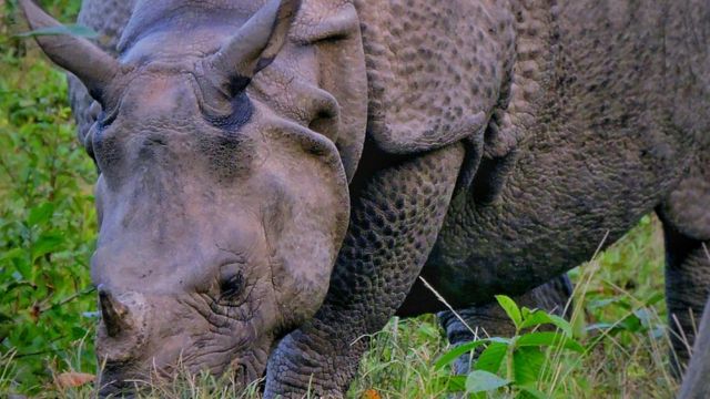 மனாஸ் தேசிய பூங்கா