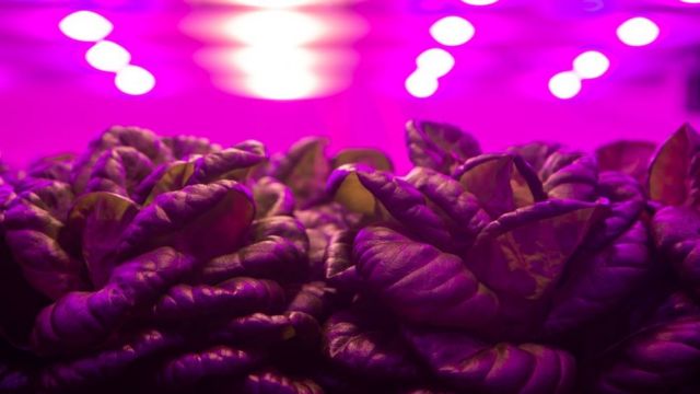 Photo d'une laitue cultivée sous des lumières artificielles
