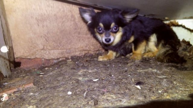 Chihuahua escondido debaixo de um móvel