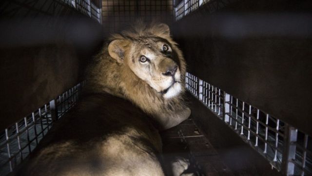 El trágico final de José y Liso, los dos leones rescatados de un circo en  Perú que fueron decapitados en un santuario de Sudáfrica - BBC News Mundo