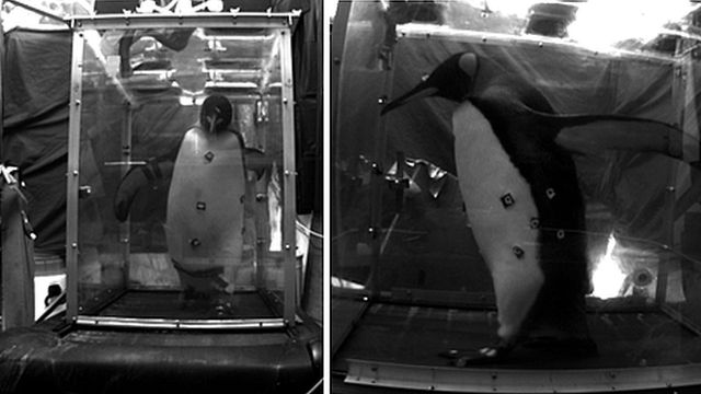 Penguin on a treadmill