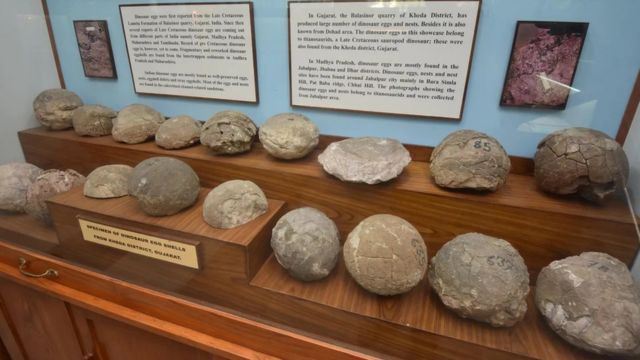 இந்தியாவின் புதைபடிவ பாரம்பரியம் பெரும்பாலும் பயன்படுத்தப்படவில்லை