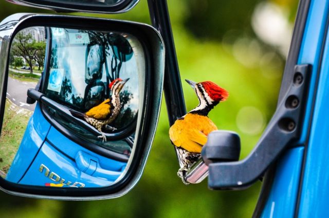 A woodpecker is perched on the wing mirror of a truck.