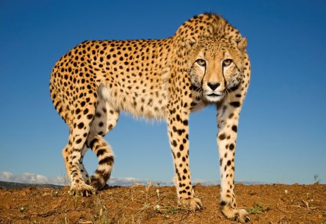 Cheetah: The world's fastest cat is returning to India - BBC News