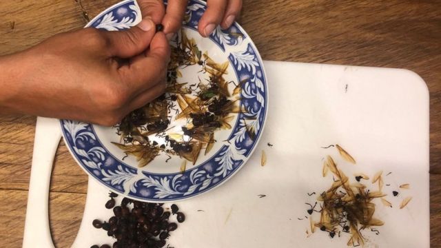 Makan Semut Pantat Besar Demi Umur Panjang Seperti Apa Rasanya