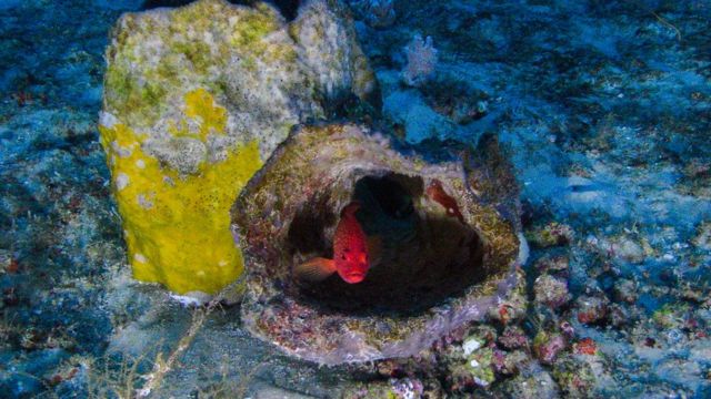 Peixe em coral na foz do Amazonas