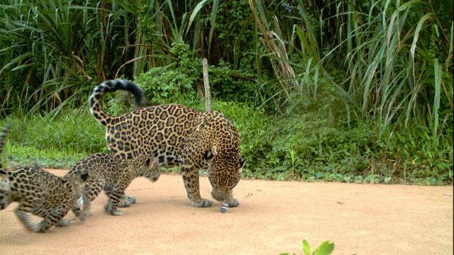 Dois filhotes de onça brincam com uma onça adulta em reserva ambiental