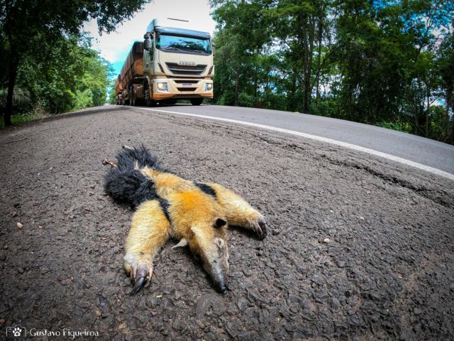 Vídeo: Tamanduá Mirim é resgatado em posto de combustíveis na