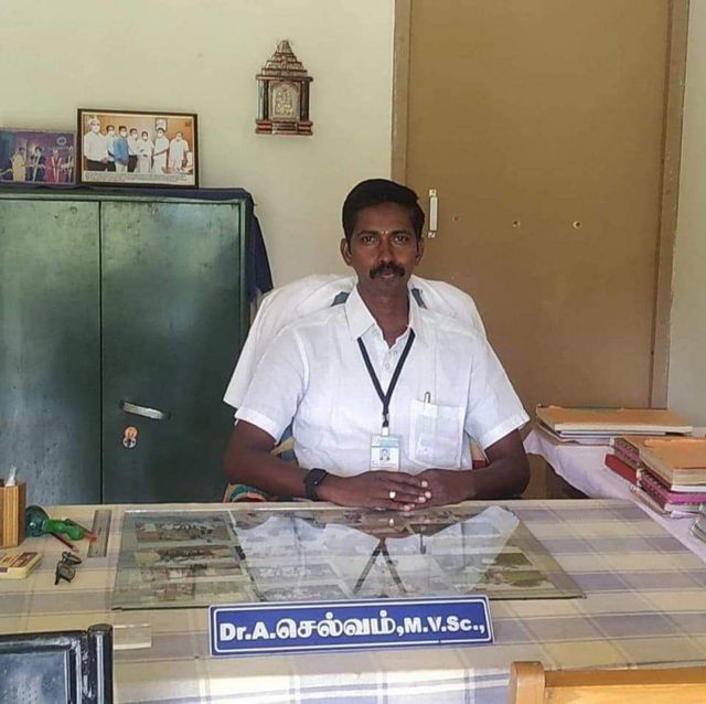 சேலம் அருகே மாட்டை கட்டாயப்படுத்தி சேவலை சாப்பிட வைத்த நிகழ்வு