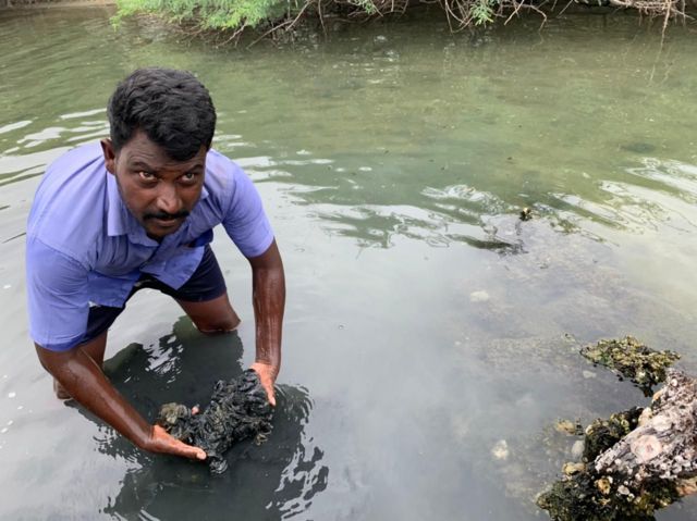 அழிவை எதிர்நோக்கும் சிங்க இறால், நெத்திலி மீன்