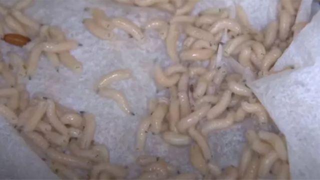 Larvas desarrolladas por BioMonde