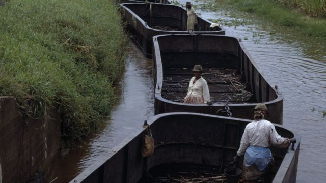 Mujeres trabajando en el transporte de caña de azúcar en Guyana en 2009.