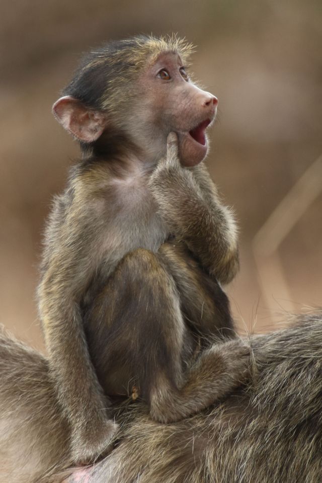 A chacma baboon with its finger prodding its cheek