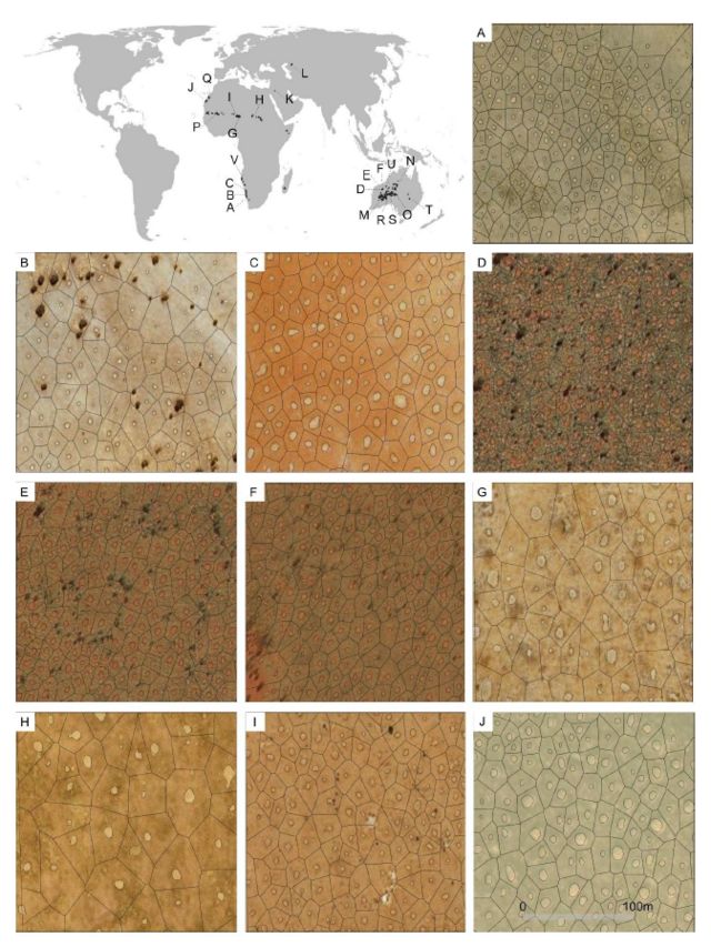 A graph with detected fairy circles